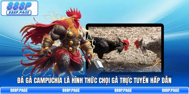 Đá gà Campuchia là hình thức chọi gà trực tuyến hấp dẫn